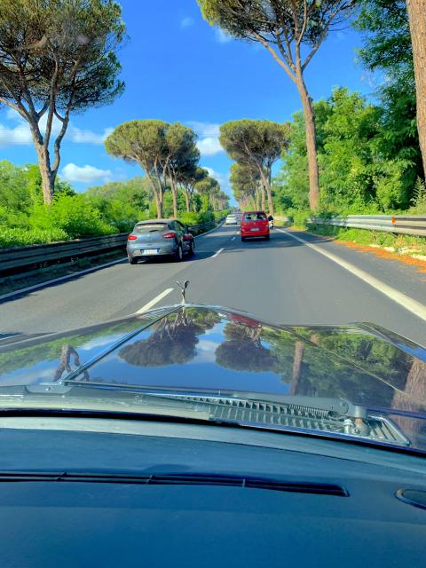 Hundreds of trees; the oldest road in the world