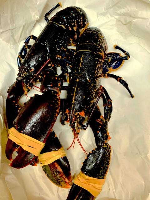 My lobsters before cooking.