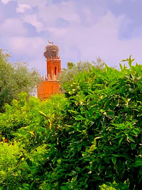 A Stork on its nest