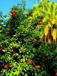 A stroll in a Moroccan garden