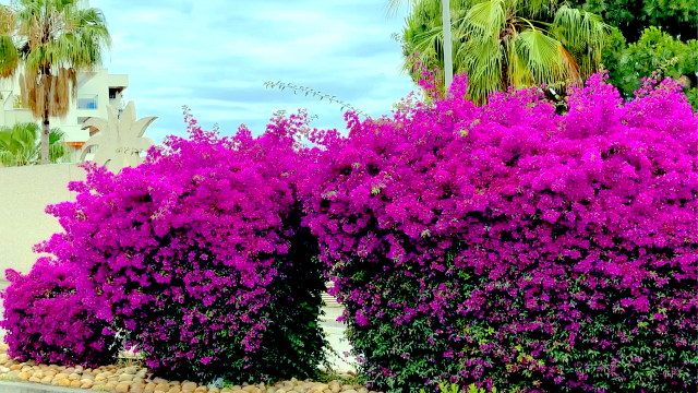 A colourful bush
