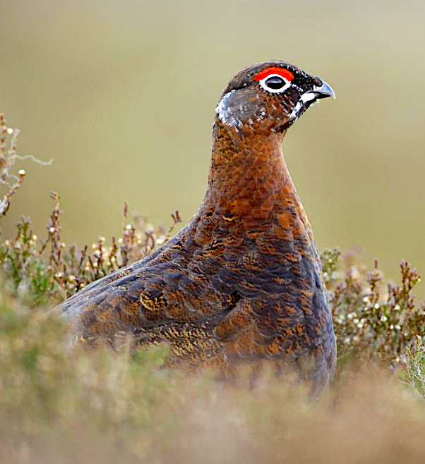 A Grouse