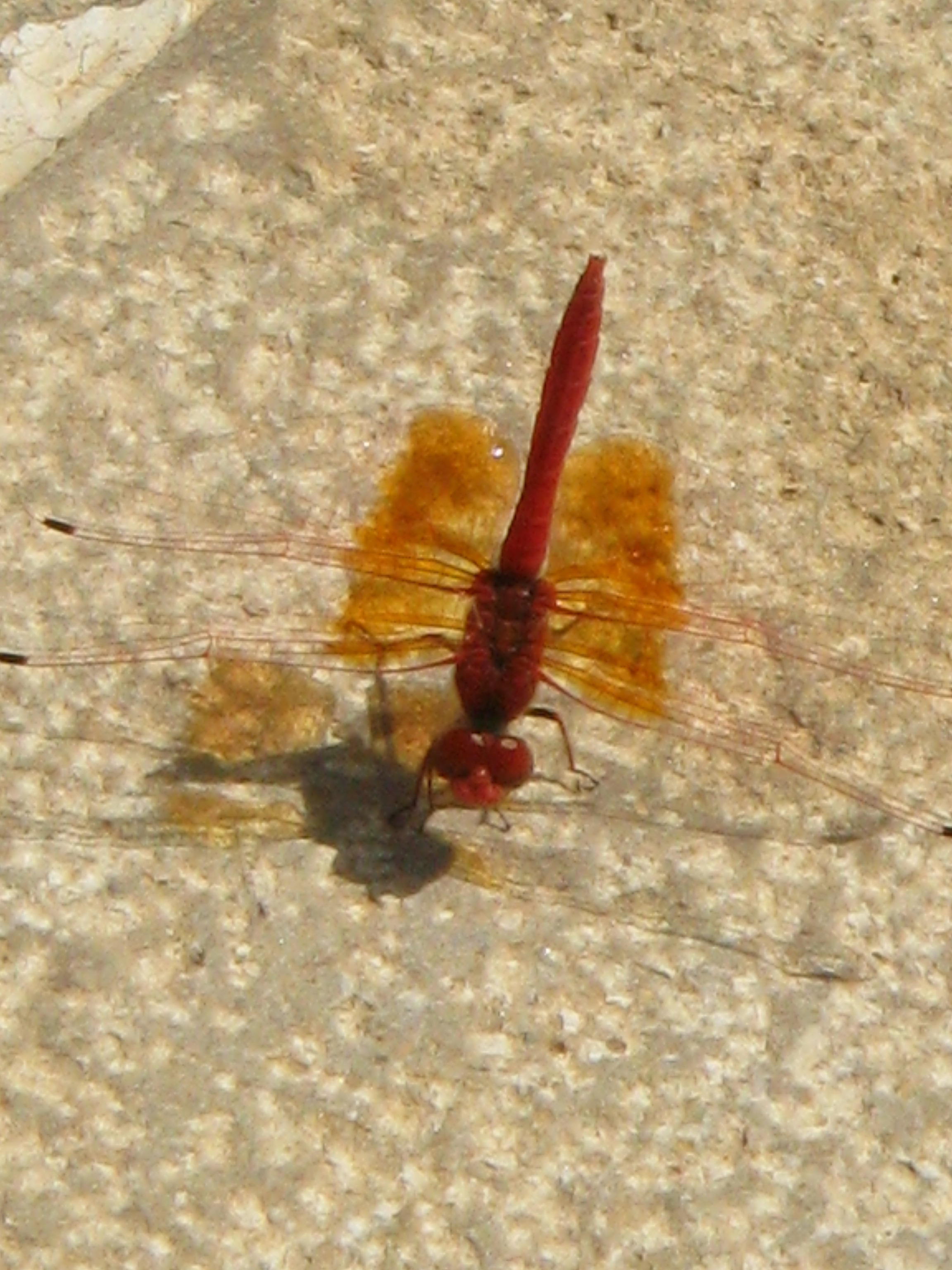 A different angle right by the pool