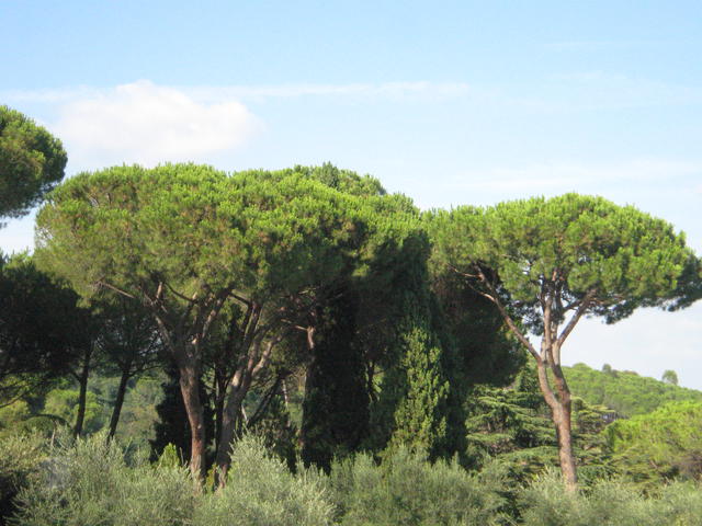 Italian Trees