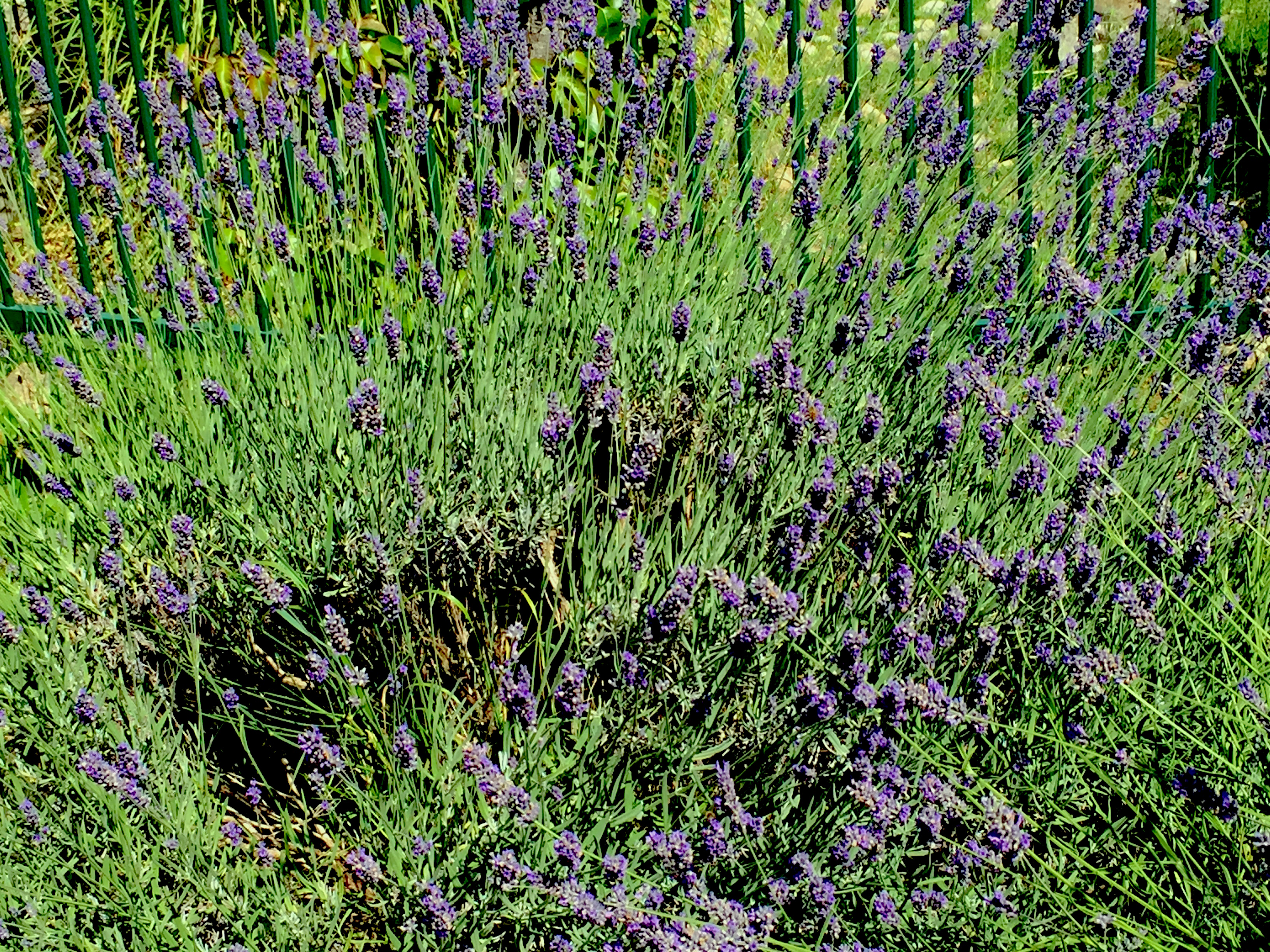 A lavender bush