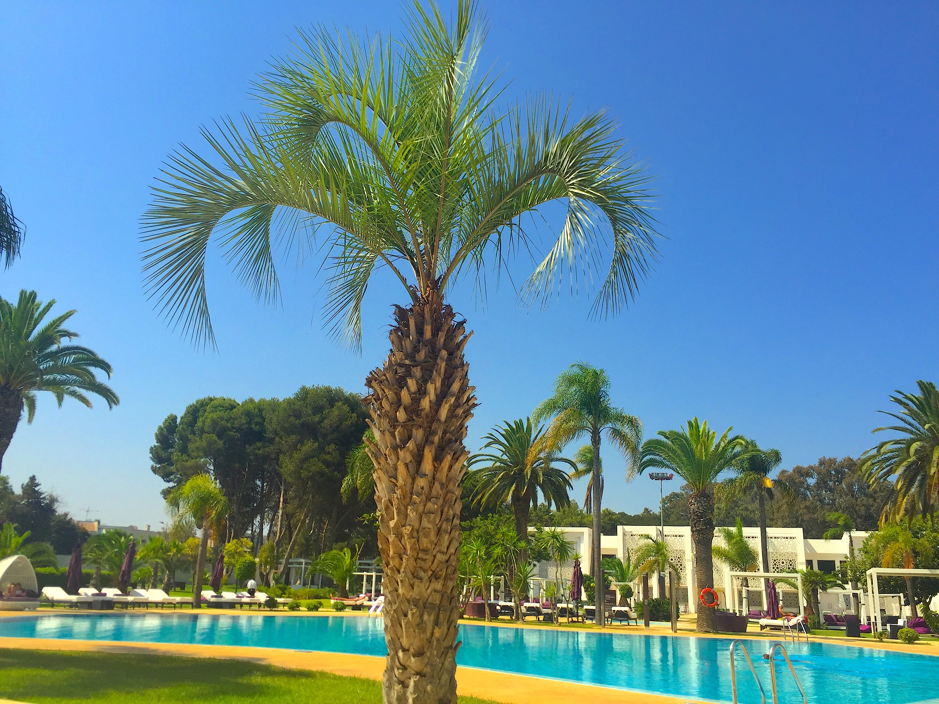 The view of the pool