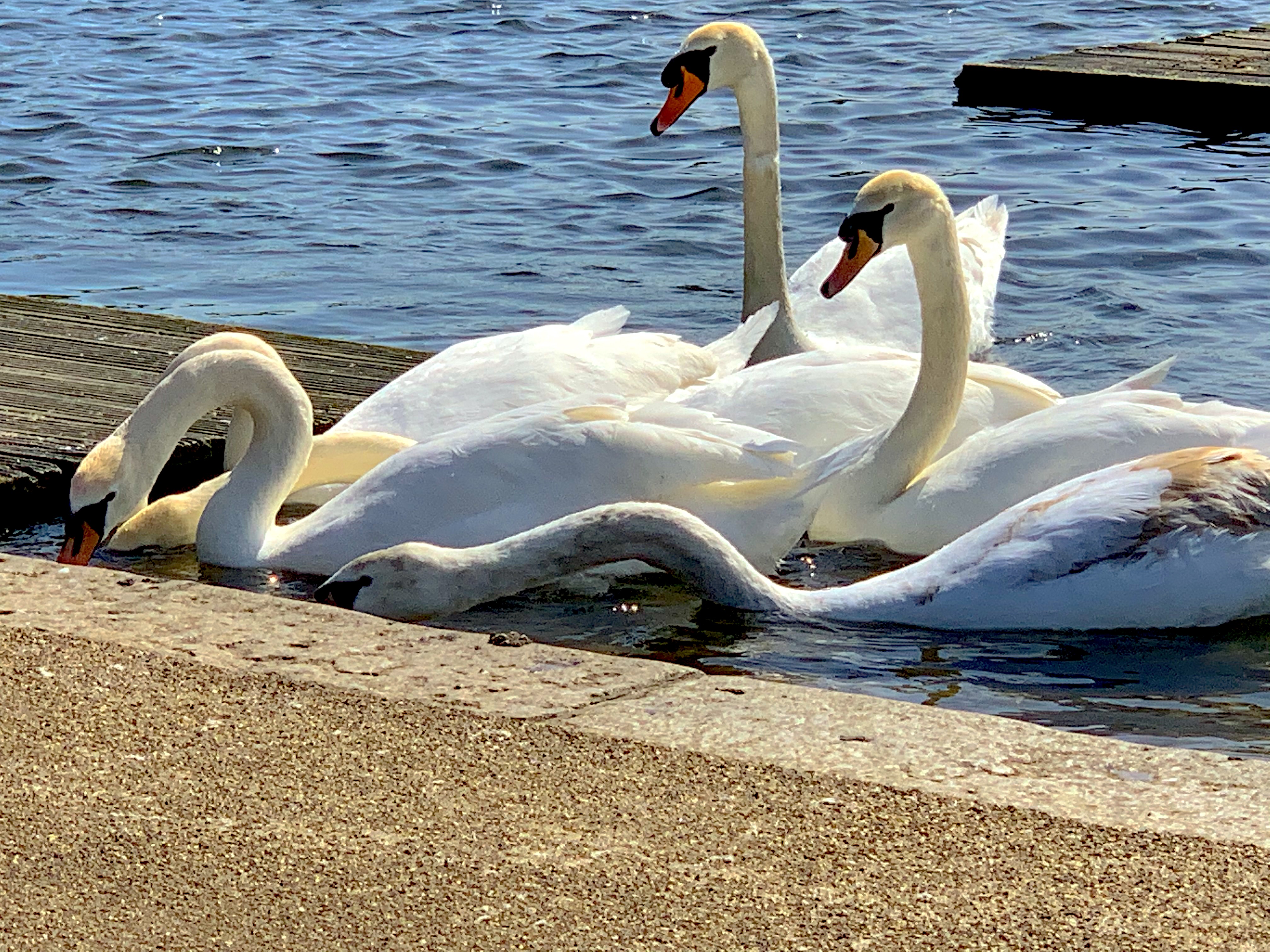 A Gaggle of Swans