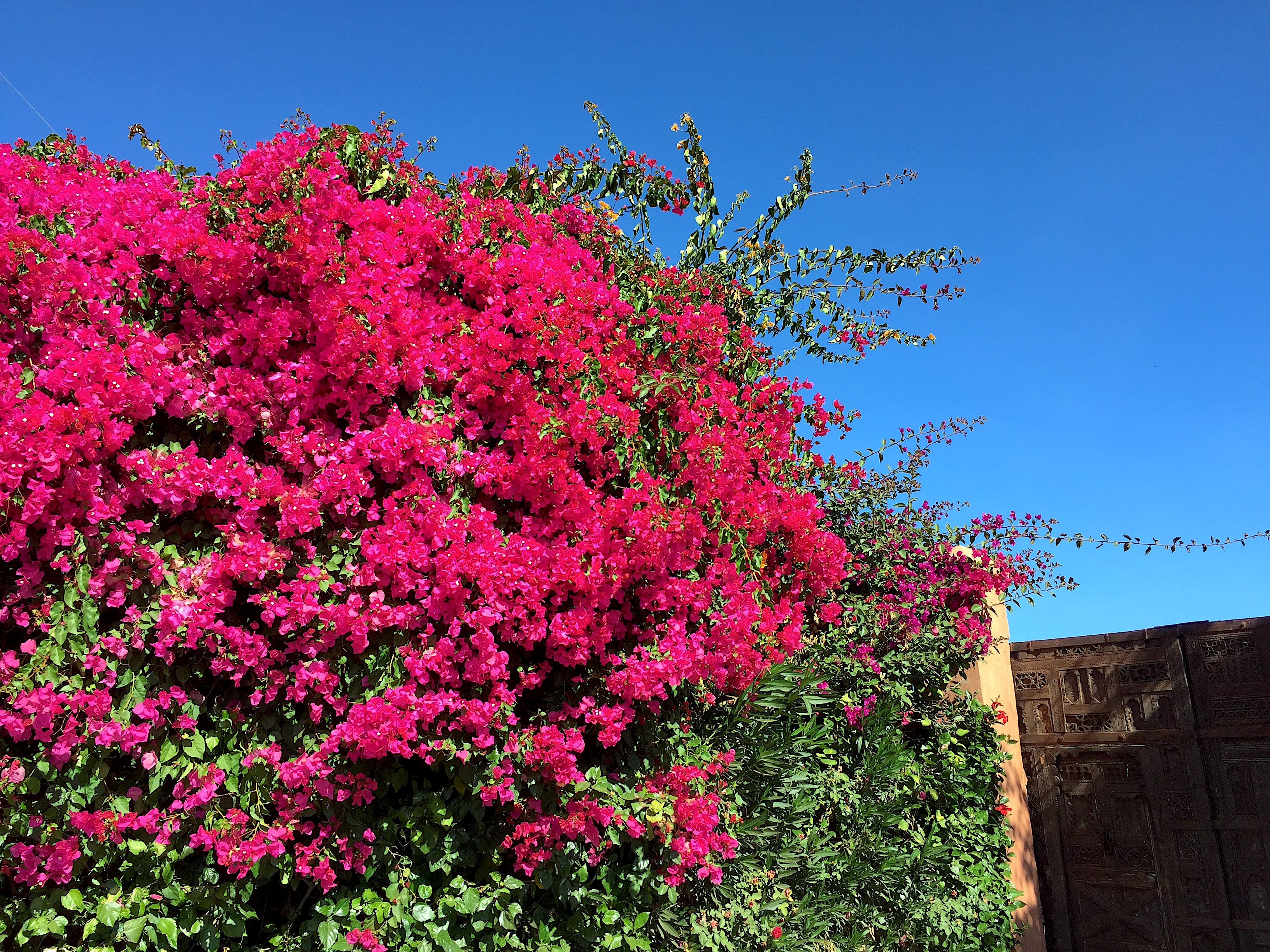 A Winter Bloom